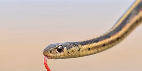 Adult Lecture Series: Snakes