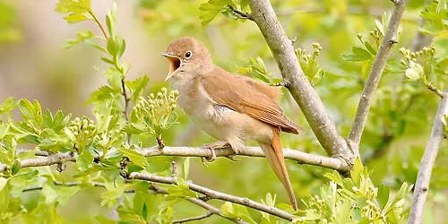 Nightingale evening