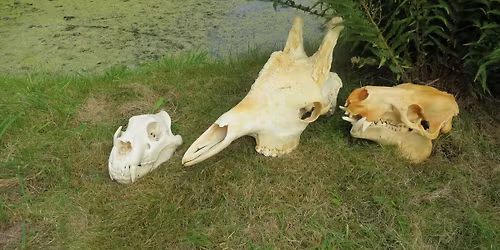 Rør og Spørg med Givskud Zoo