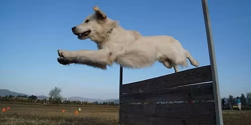 Janu\u00e1rban K\u00f6z\u00e9pfok\u00fa Tanfolyam a Kal\u00e1szi Kutyasulin!