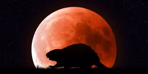 Full Moon Energy Reiki Sessions!!! (Beaver Moon)