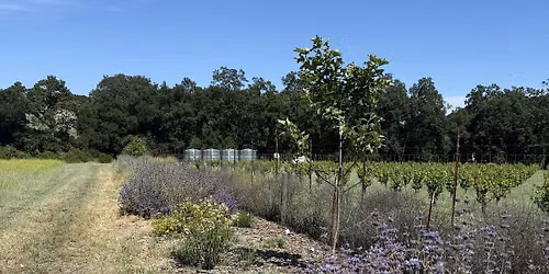Hedgerow Planting for Pollinators and Wildlife