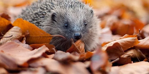 Weetslade hedgehog walk
