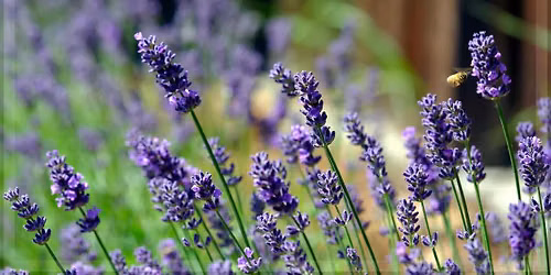 Plein-Air Lavender Painting at Belli Fiori Lavender Farm