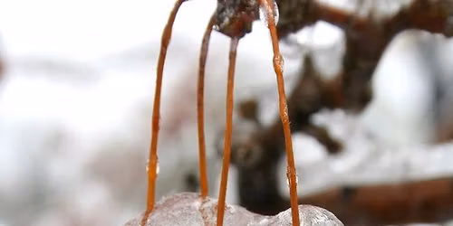 New Year's Plant Walk