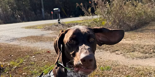 Group Games & Pack Walk 12\/14