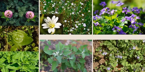 Wild Spring Herbs and Edible Bitters