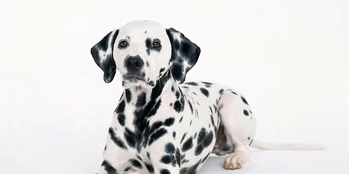 Dalmatians on The Deck