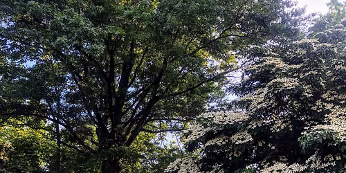 AdMo Walking Tour - Trees, Pizza, & Beer