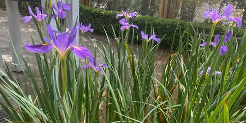 Healing Traditions in Acadiana -- Louisiana medicinal plants for a sustainable future