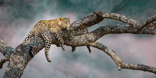 Herning: Gratis rejseforedrag om Afrika!