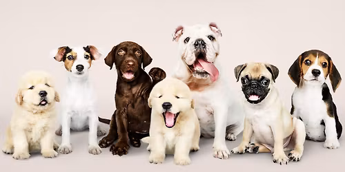 Exposiciones Nacional & Internacional de Gipuzkoa 2026