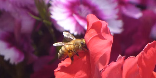 Macro at Toowoomba Carnival of Flowers