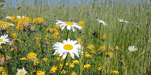 Naturvandring og tartelet aften p\u00e5 Egholm