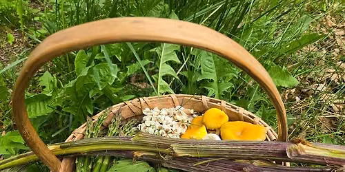 Edible and Medicinal Plant Walk
