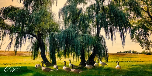 Croton Point Park 2025, A Fall Colors Upstate Photo Walk