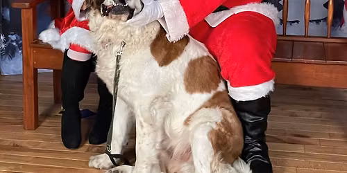 FREE PICTURES WITH SANTA