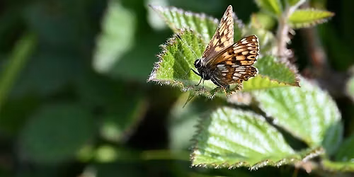 Spring Butterfly Walk