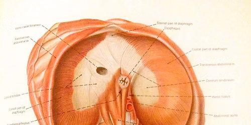 Body-Mind Centering\u00ae Saturdays DIAPHRAGMS