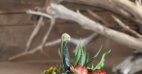Dried Flower & Succulent Gourd Workshop (Wednesday)