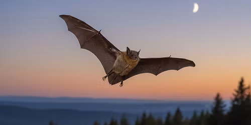 Exkursion: Auf der Suche nach Flederm\u00e4usen auf Gut Leidenhausen
