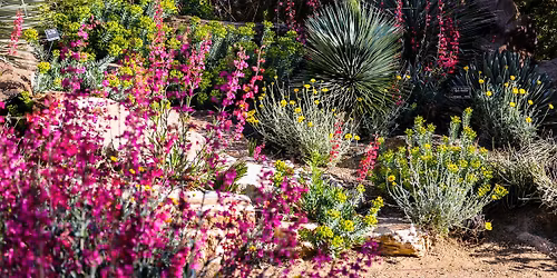Springs Safari: Desert Plants