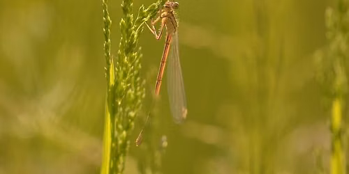 Balade naturaliste : Les danseuses du marais