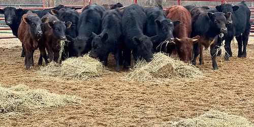 Intro to Cattle and Roping