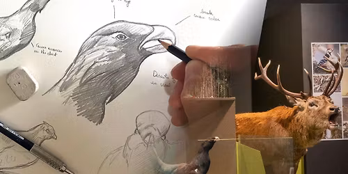 Nature study and sketchbook at the museum