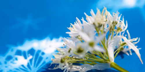 Cyanotype Workshop