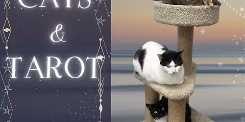 Cats & Tarot! 