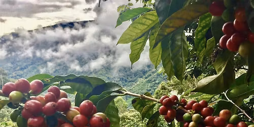 From the Source: Peru & Brazil Coffee Cupping