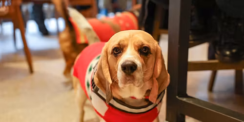 BEAGLE CAFE CHRISTMAS - BIRMINGHAM