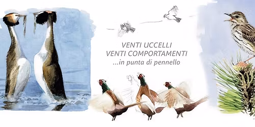 IL COMPORTAMENTO DEGLI UCCELLI di Andrea Ambrogio