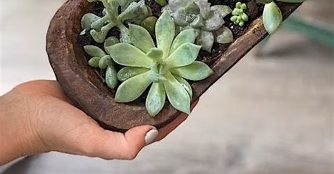 SUCCULENT BOWL WORKSHOP