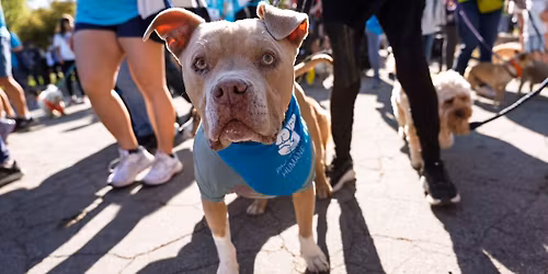 Wiggle Waggle Walk & Run