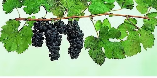 Best Wines for the Beach