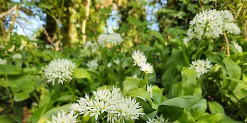 Spring Foraging Walk \u2013 Pype Hayes Park (Birmingham)