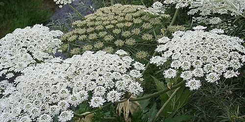 John Kemp: Giant Hogweed Invasion \u2013 It\u2019s a Community Thing