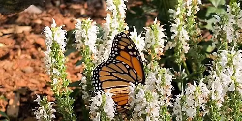 Grow Your Own Butterfly Workshop
