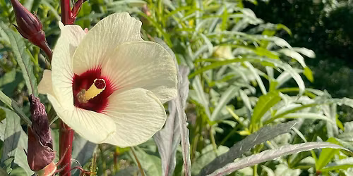 Urban Farming 101 Workshop: Plant Biology & Propagation