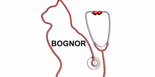 FELINE HEALTH, WELLBEING. & FIRST AID BOGNOR REGIS