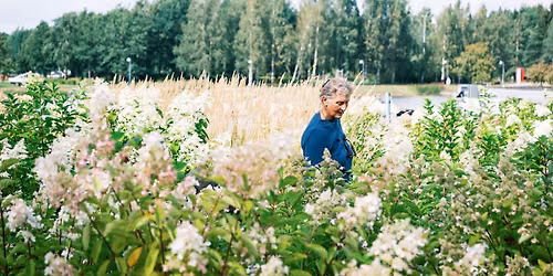 Hortensiadagen \/ Hortensiap\u00e4iv\u00e4 26.8.2026