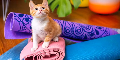 Meowga \ud83e\uddd8\ud83c\udffd\u200d\u2640\ufe0f \ud83d\udc31