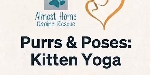 Yoga with Kittens 