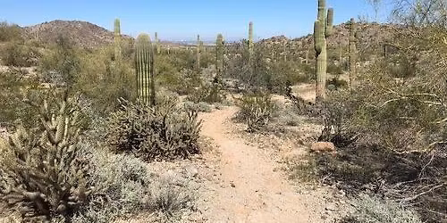 Estrella Hedgehog Hustle