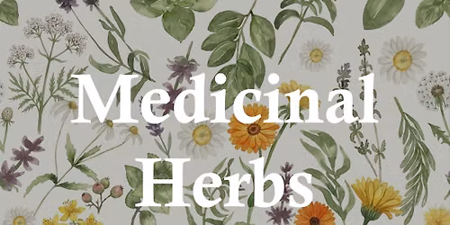 Medicinal Herbs & Watercolor II