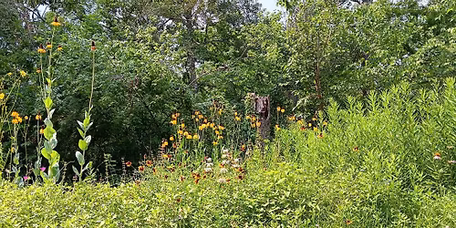 Spring Wildflower Walk