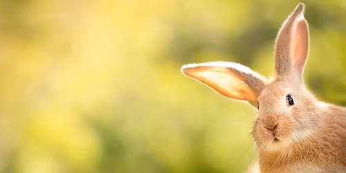 Blue Ridge Rabbit and Cavy Club\/Loudoun Co 4H Rabbit Club