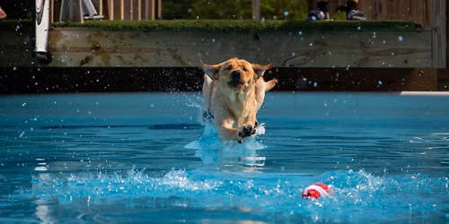 DockDogs at The Wharf